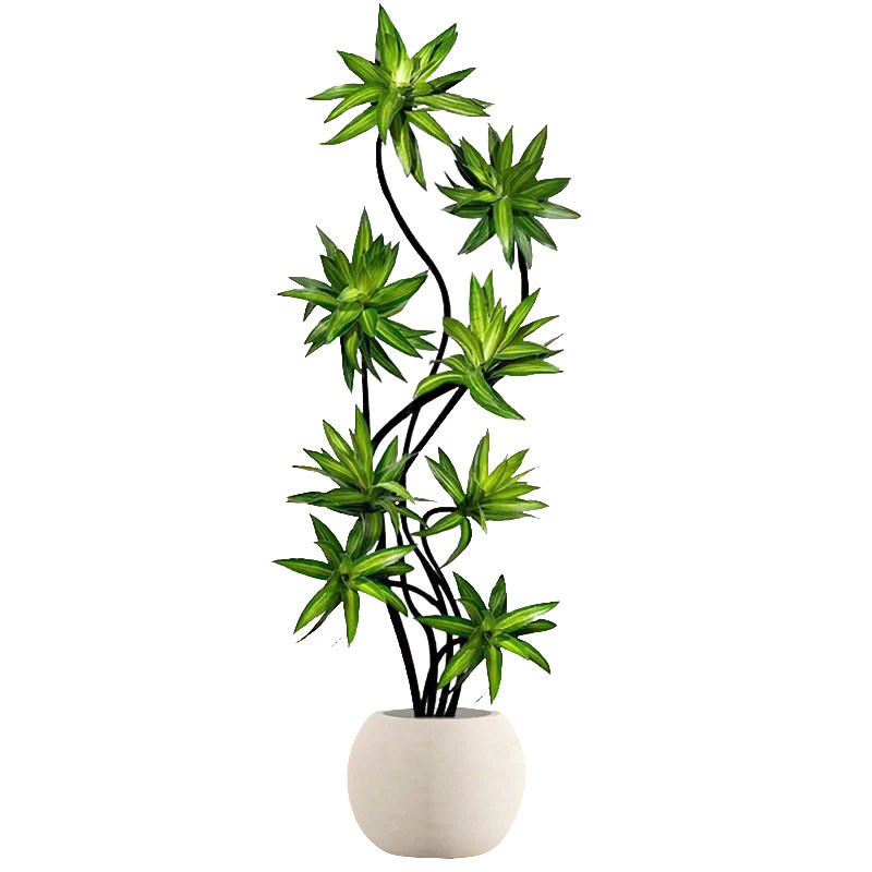 造型百合竹室内绿植好养高级感