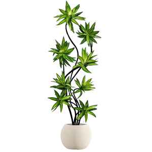 造型百合竹室内绿植好养高级感