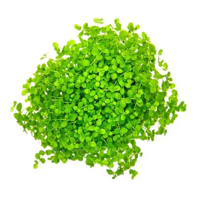 爬地矮珍珠经典绿油油前景大草坪