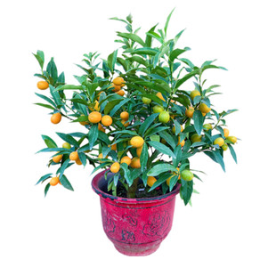 脆皮金桔盆栽带果发货金橘子树苗四季果树可食用大金橘树新年果树