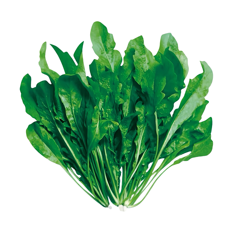 野生荠菜种子食用药用包发芽对版