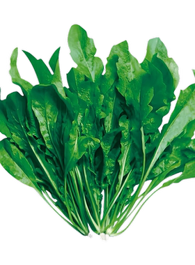 野生荠菜种子食用药用包发芽对版