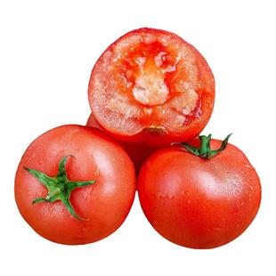 攀枝花米易露天沙瓤西红柿非普罗旺斯现摘新鲜自然熟生吃水果番茄