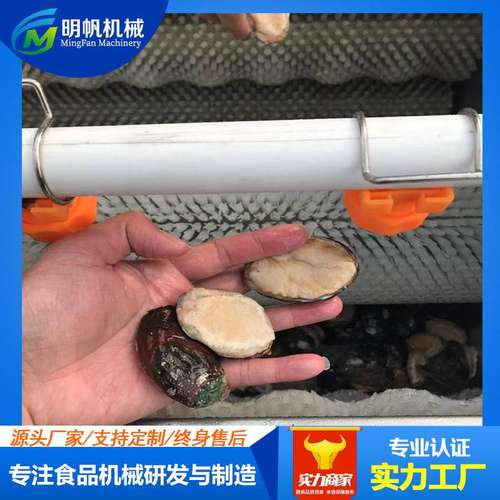 全自动海螺毛辊清洗机 去泥去皮毛刷清洗机 螺旋毛辊清洗机
