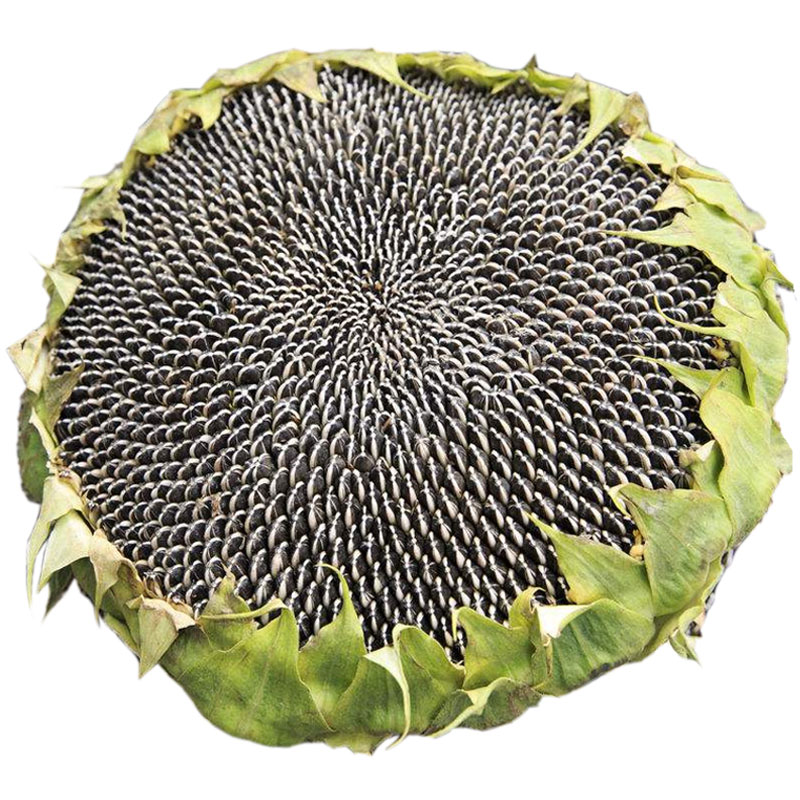 抗重茬种子高产向日葵