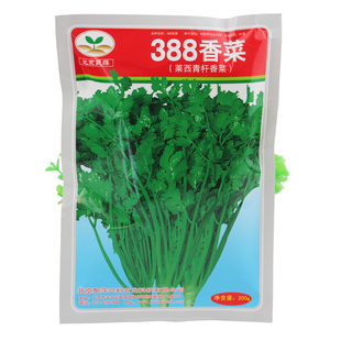 耐寒免破壳香菜种子籽种四季秧苗安瑟米阳台盆栽蔬菜种籽孑苗大全