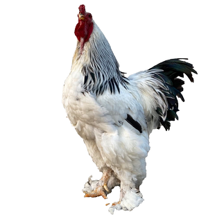 正宗婆罗门鸡种蛋受精蛋可孵化大种梵天鸡观赏鸡婆罗门受精鸡蛋