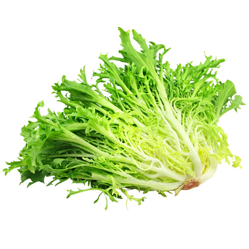 黄心细叶苦菊菜种籽碎叶皇帝苦苣蔬菜种孑子四季播青生菜冬季夏季