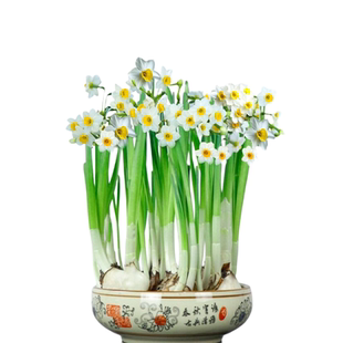 漳州水仙花种球水培植物盆栽花卉室内外冬季耐寒风信子种球好养活