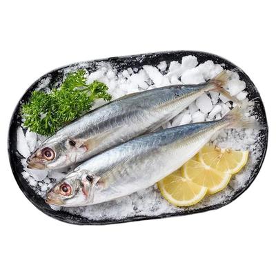 福建东山岛巴浪鱼不含冰现捞活冻