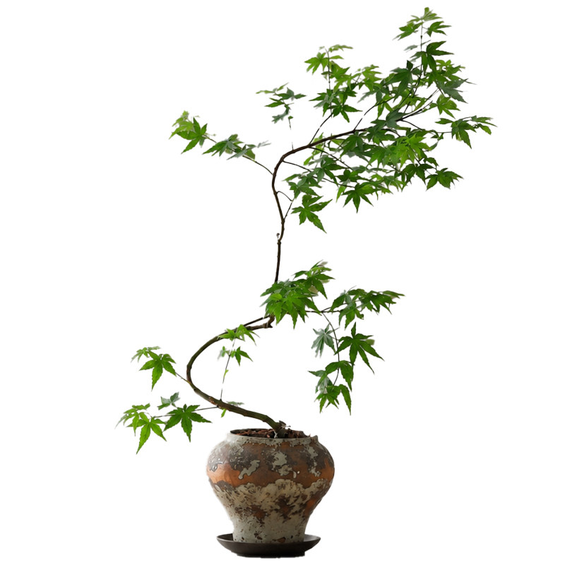 流泉枫盆栽绿植客厅室内玄关侘寂风老桩植物四季好养易活造型盆景