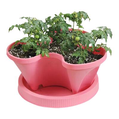 黄矮生番茄秧苗小番茄秧苗四季苗