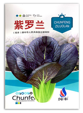 蔬菜紫罗兰春季盆栽阳台小白菜