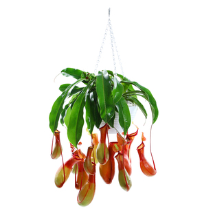 猪笼草盆栽趣味新奇捕虫草吊盆植物大盆带笼子室内窗台招财寓意花