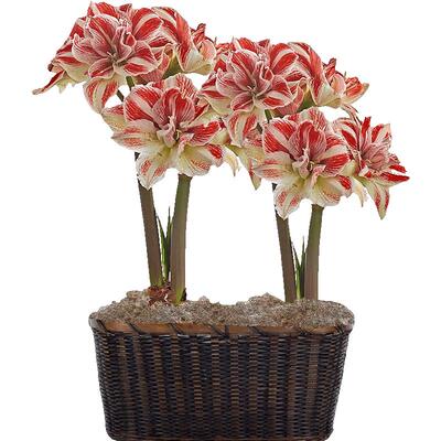 【持续热卖】进口朱顶红多品种