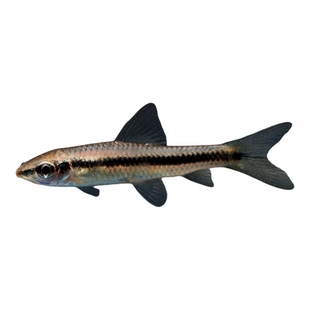 一线飞狐黑线小猴飞狐活体热带观赏淡水工具垃圾鱼除藻黑毛丝毛藻