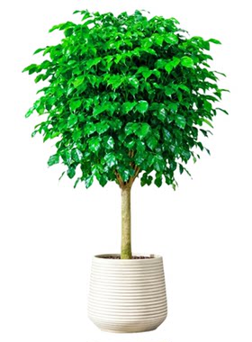 独杆棒棒糖幸福树绿植净化空气