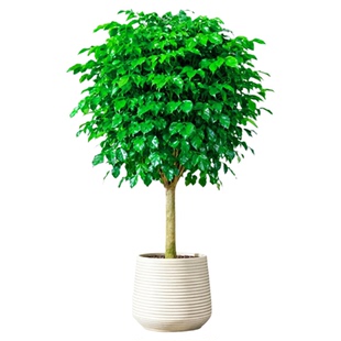 独杆棒棒糖幸福树客厅盆栽绿植室内植物盆景净化空气丛生好养易活