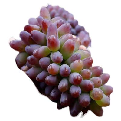 茉莉香葡萄新鲜时令水果玫瑰