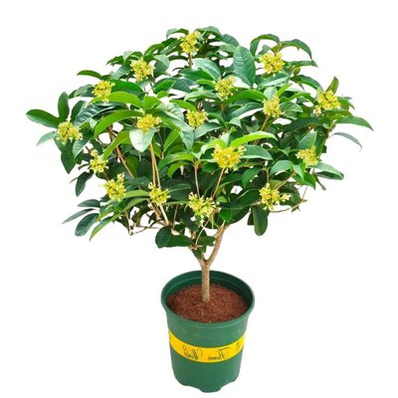 广州四季桂花树苗原盆土花期带花