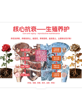 生殖养护科普亚克力摆件核心抗衰女性健康机构陈列展示讲解道具用