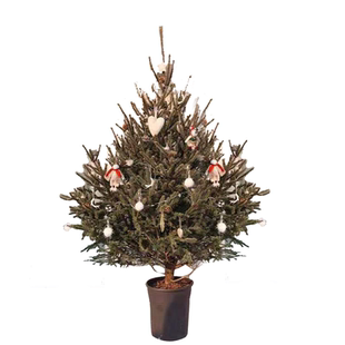 真圣诞树圣诞树真树 盆栽圣诞树 云杉圣诞树活的圣诞树真松树包邮