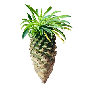 铁甲麒麟多肉植物稀有块根盆栽矮胖老桩木质化室内桌面绿植包邮