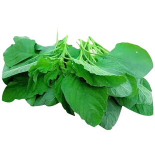 新鲜野菜苋菜农家线线菜露天引仙菜涮火锅仁汉菜商用绰水凉拌青苋