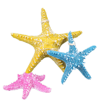 风格海星拍摄道具地中海