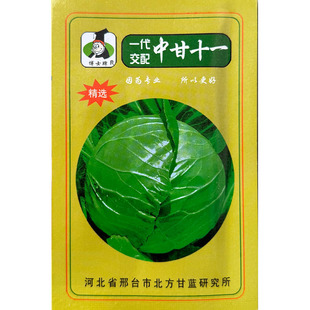 中甘十一绿甘蓝种子 结球卷心菜/大头菜/包心菜良种 50天收获秋季