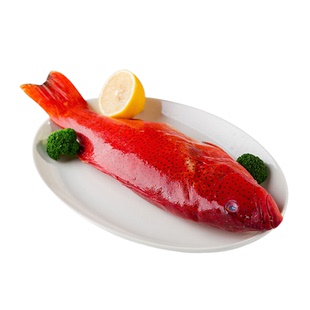 【空运包邮】海南海捕东星石斑鱼深海大鱼鲜活冷冻水产海鲜礼盒装