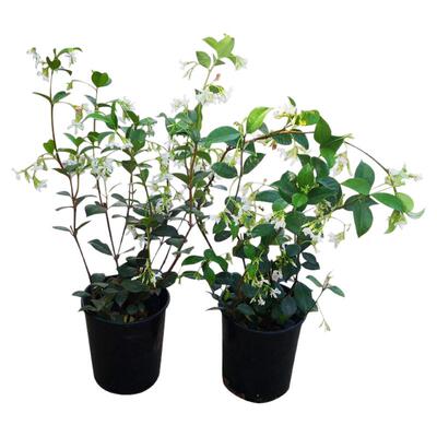 【带花发货】只卖精品风车茉莉苗