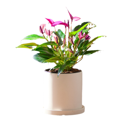 特级紫掌桌面绿植盆栽花卉好养活