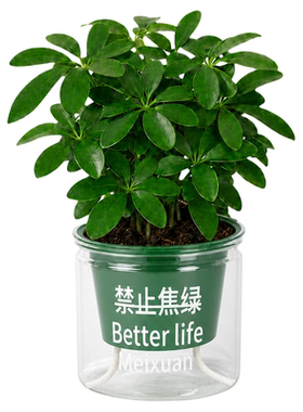 桌面水培绿植富贵竹龙竹盆栽