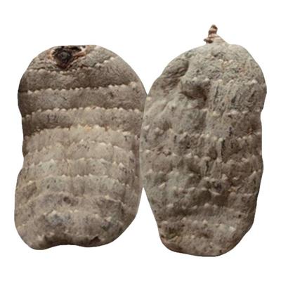 乌天麻非野生特级官方旗舰店正品