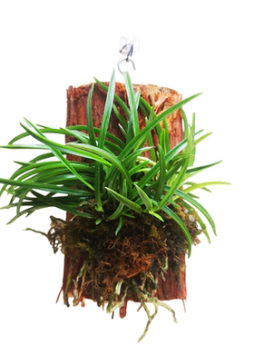 花浓香风兰品种纯生命力强易打理