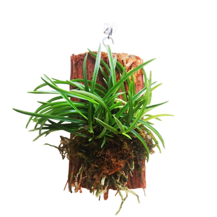 风兰浓香好养稀有兰花袖珍品种观赏价值高附生植物春季开花微景观