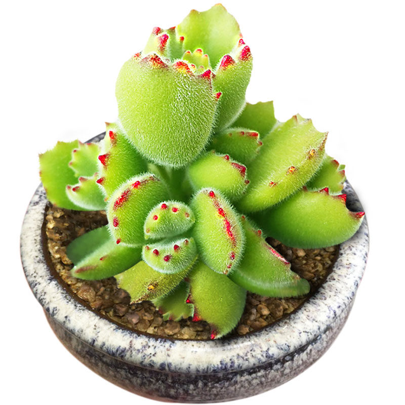 多肉植物组合盆栽绿植花卉办公桌面熊童子小熊爪萌新手肉肉带盆