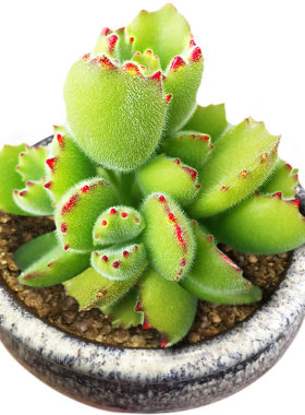 多肉植物组合盆栽花卉办公桌面熊
