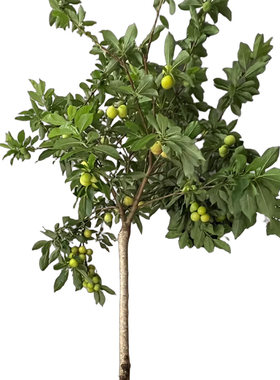 蜂糖李子树苗南北方种植当年结果