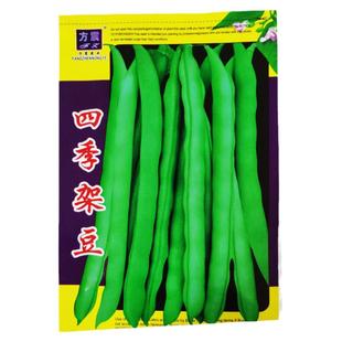 豆类种子大全豇豆无架豆红眉豆扁豆荷兰豆种子小菜园阳台盆栽彩包