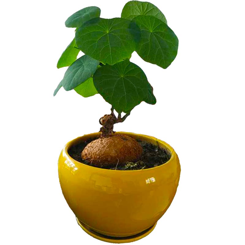 山乌龟千金藤阳台爬藤多肉植物