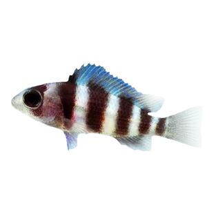 布隆迪六间三湖慈鲷鱼鹅头皇冠坦鲷萨伊蓝活体热带淡水进口观赏鱼