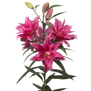 香水百合种球根虹越进口花卉球根阳台可盆栽荷兰春百合花种球易养