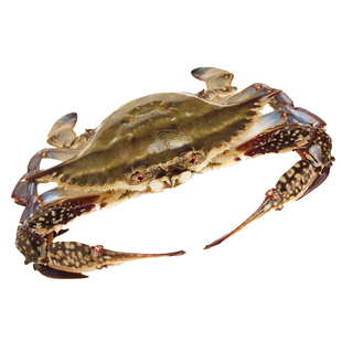 【保鲜不保活】活发青岛梭子蟹特大螃蟹海蟹飞蟹满黄红膏母蟹三斤