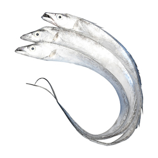 大带鱼新鲜冷冻鲜活青岛黄海雷达网小眼整条整箱特大 油带鱼 刀鱼