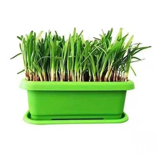 韭菜根苗现挖四季紫红根宽叶农家本土韭菜根阳台盆栽种菜籽蔬菜苗