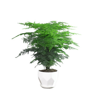 文竹盆栽植物室内办公室绿植花卉盆栽盆景四季常青小盆栽净化空气