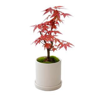 日本红枫盆景四季好养活室内桌面盆栽老桩耐寒观叶植物红舞姬树苗