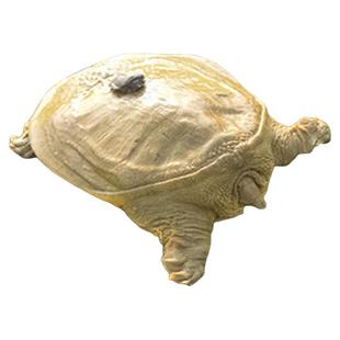 5斤大甲鱼鲜活活体外塘养殖特大甲鱼10斤野外大甲鱼水鱼送礼食用